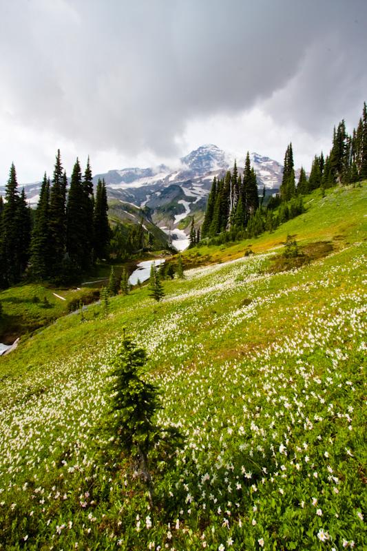 Meadow Of White Fawn Lily And Mount Rainier